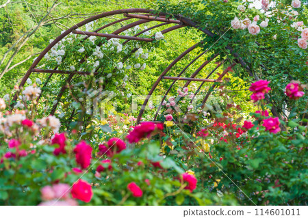 Nishiyama Park in spring, roses in full bloom (Toyota City, Aichi Prefecture) Nishiyama Park in spring, roses in full bloom (Toyota City, Aichi Prefecture) 114601011