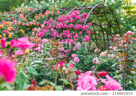 春天的西山公園，玫瑰盛開<愛知縣豐田市> 114601015