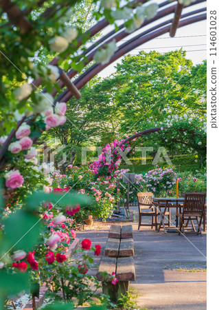 春天的西山公園,玫瑰盛開<愛知縣豐田市> 春天的西山公園,玫瑰盛開<愛知縣豐田市> 114601028