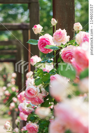 Nishiyama Park in spring, roses in full bloom (Toyota City, Aichi Prefecture) 114601037