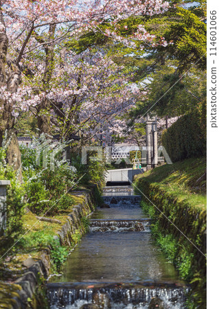 Spring scenery of the stream Spring scenery of the stream 114601066