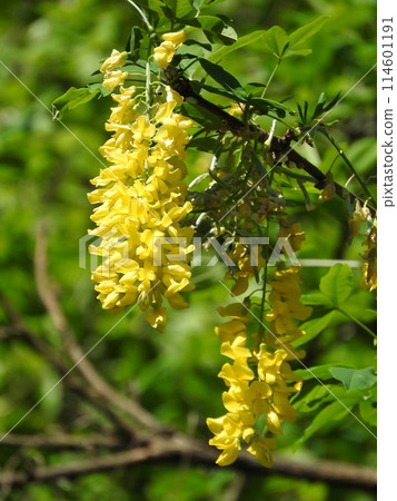 King sari (gold chain) King sari (gold chain) 114601191