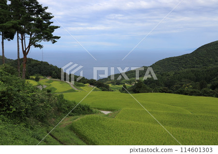 佐渡岩久美昇龍梯田 114601303