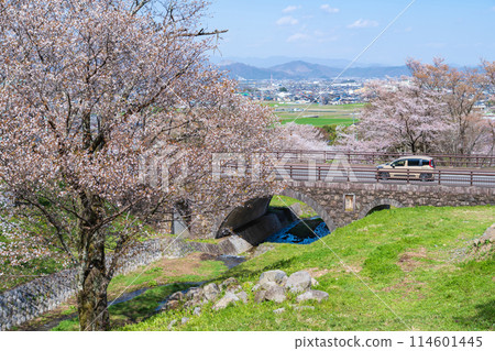 Spring in Kasumigaseki, cherry blossoms in full bloom (Ibi District, Gifu Prefecture) 114601445