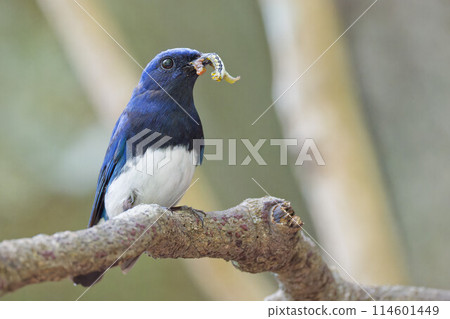 A male blue-and-white flycatcher eating on a tree branch A male blue-and-white flycatcher eating on a tree branch 114601449