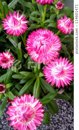 Bright pink flowers of Helichrysum Bright pink flowers of Helichrysum 114601471
