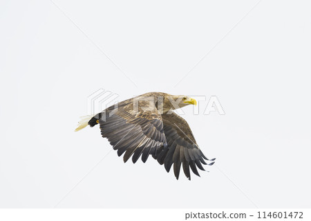 White-tailed eagle White-tailed eagle 114601472