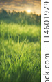 Expansive grassy plain under the sky, confused with hues of sunset, blades of grass stretching low 114601979