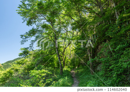 Silver Belt Hiking Trail along the Kizu River, Kasagi Town, Kyoto Prefecture 114602040