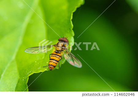 Marmalade hoverfly Marmalade hoverfly 114602046