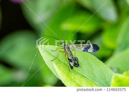 Shiragemushi (Yamato Shirage) 114602075