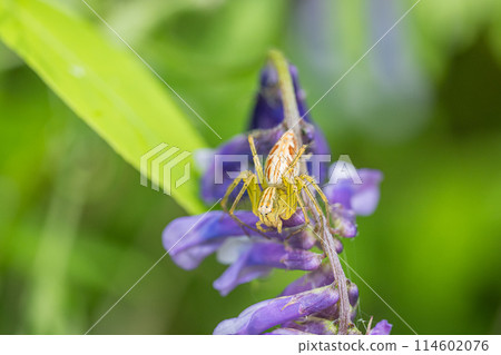 Sasamo Sasamo 114602076