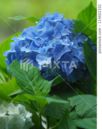 Blue hydrangea Blue hydrangea 114602102