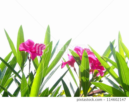 白色背景的紅色夾竹桃花 花（七月） 夾竹桃（Oleander） 08H4.3 114602147