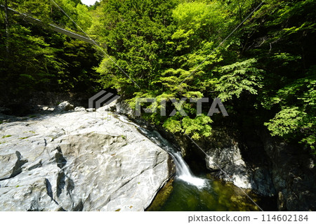When the new greenery blooms in Mitarai Valley 114602184