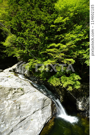 When the new greenery blooms in Mitarai Valley 114602185