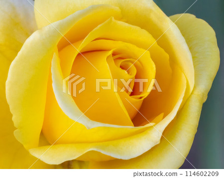 Close-up view of a rose bud with the blurred background. 114602209