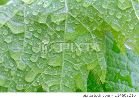 Grape leaf surface with water drops in the garden. 114602210