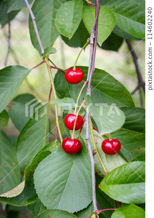 Ripe cherries on the tree in the garden in sunny summer day 114602240