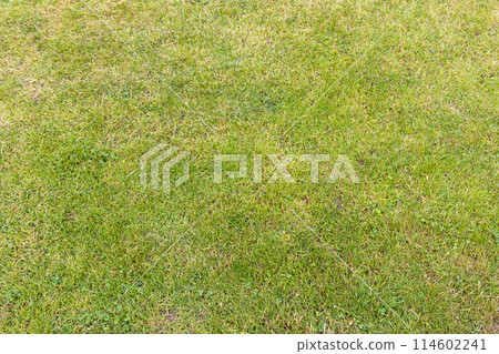 Top view of green grass on a lawn 114602241