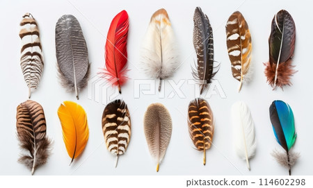 Avian Spectrum: A Collection of Bird Feathers	 114602298