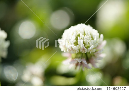 白三葉草花 114602627