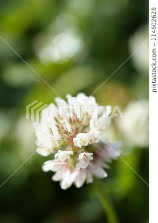 白三葉草花 114602628
