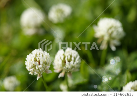 white clover flower 114602633