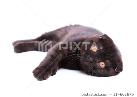 Black cat british shorthair with yellow eyes on a white background 114602670
