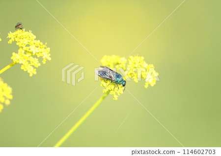 獎金魚 獎金魚 114602703