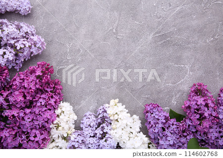 Lilac flowers branch on grey concrete background with sample text Lilac flowers branch on grey concrete background with sample text 114602768
