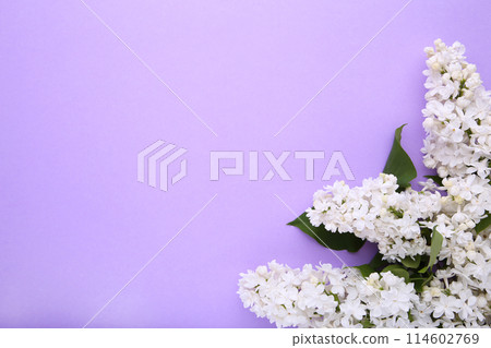 White lilac flowers branch on purple background with sample text 114602769