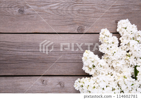 White lilac flowers branch on grey background with sample text, frame White lilac flowers branch on grey background with sample text, frame 114602781