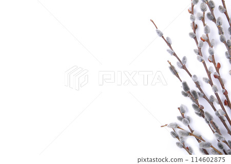 Willow catkins isolated on white background with copy space, easter 114602875