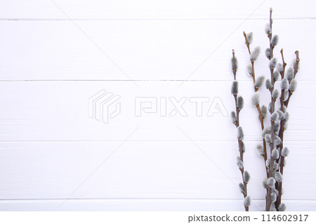 Willow catkins on a white wooden background with copy space, easter 114602917