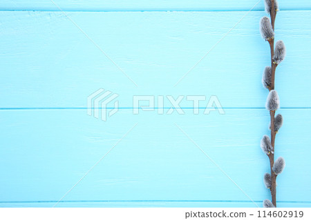 Willow catkins on a blue wooden background with copy space, easter 114602919