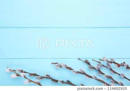 Willow catkins on a blue wooden background with copy space, easter 114602920
