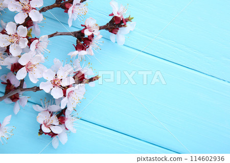 Spring blooming branches on blue wooden background with copyspace. Spring blooming branches on blue wooden background with copyspace. 114602936