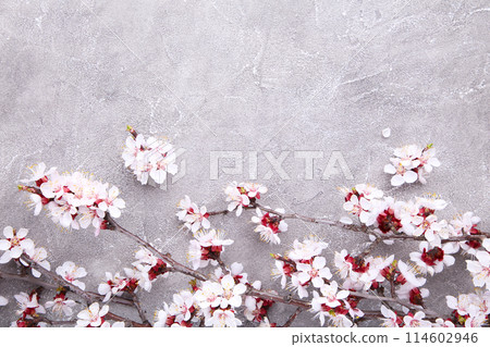 Spring blooming branches on a grey concrete background. 114602946