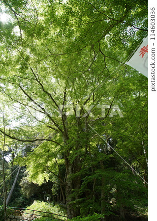 Haseji Temple Botan 114603036