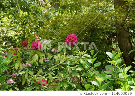 Haseji Temple Botan 114603059