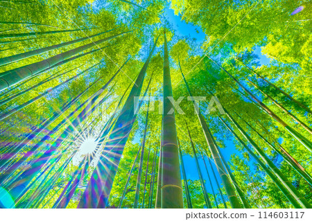 日本橫濱的城市景觀後冠狀病毒...美麗的竹林和陽光開始變黃...希望之光...=5月16日 114603117