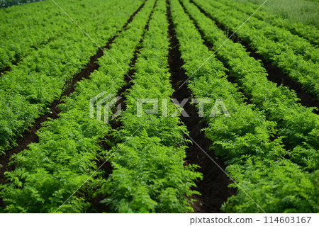 Carrot field 114603167