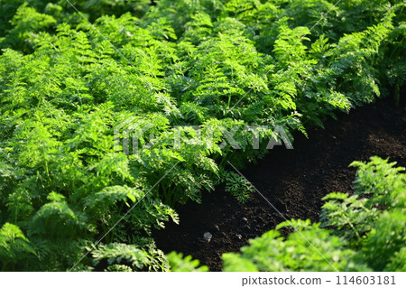 Carrot field Carrot field 114603181