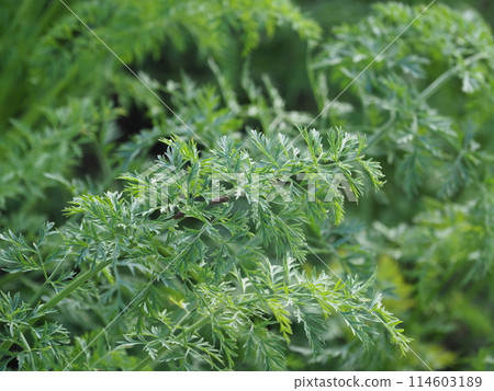 Carrot field 114603189