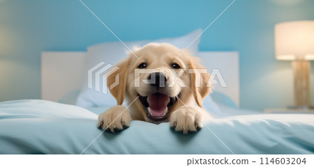 Dog in a bed is smiling, close-up, humorous 114603204