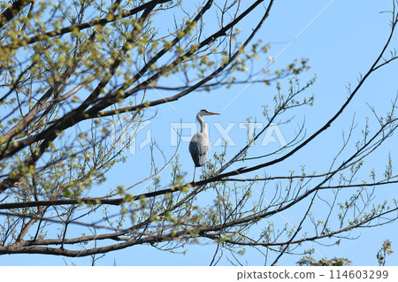 一隻灰鷺將翅膀停在樹枝上 114603299