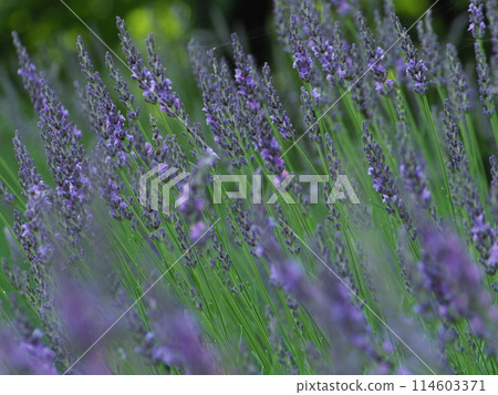 Blooming in a lavender field Blooming in a lavender field 114603371