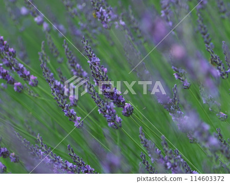Blooming in the lavender fields Blooming in the lavender fields 114603372