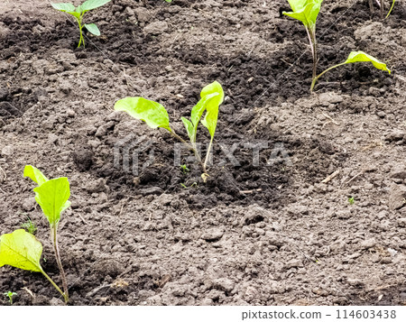 Eggplant seedlings are planted in open ground. First leaves Eggplant seedlings are planted in open ground. First leaves 114603438